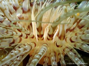 Tube -dwelling anemone (Pachycerianthus fimbriatus) by Bea & Stef Primatesta 